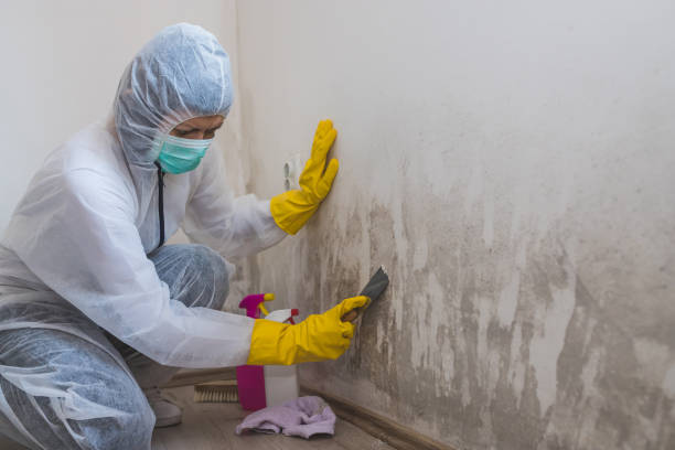 Best Commercial Mold Remediation in Ouray, CO