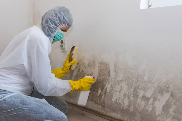 Best HVAC Mold Remediation in Ouray, CO