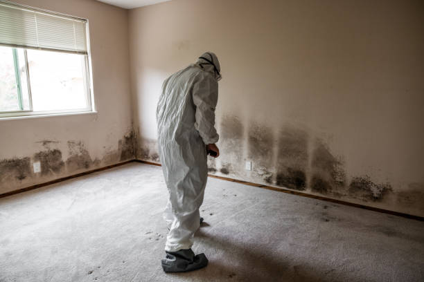 Trusted Ouray, CO Mold Remediation Experts
